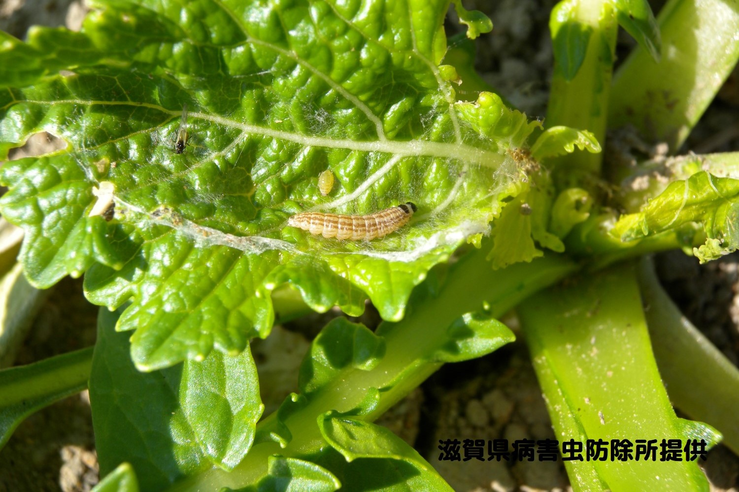 ハイマダラノメイガによる被害多発のおそれ