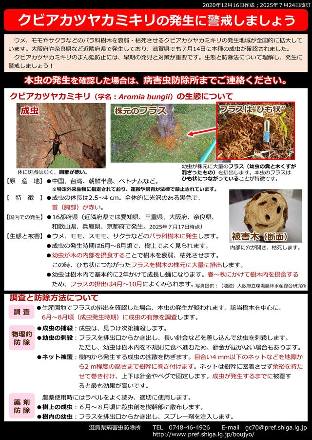 クビアカツヤカミキリの発生に警戒しましょう