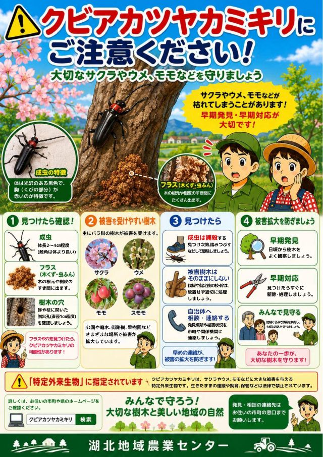 クビアカツヤカミキリにご注意ください！